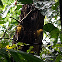 Cream-Colored Woodpecker