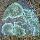 Lichen covered Rock