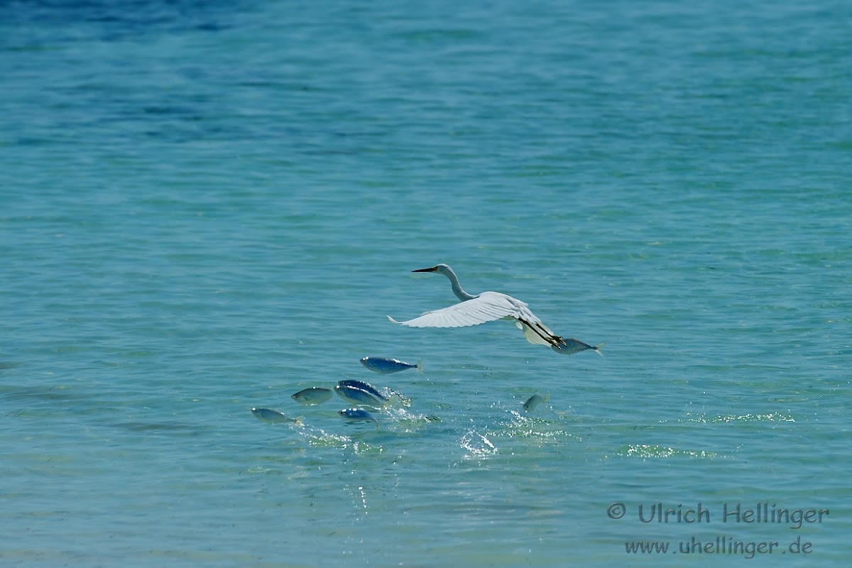 Great egret