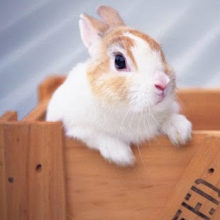 How to install Rabbits Jigsaw Puzzles lastet apk for android