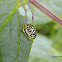 Tortoise beetle