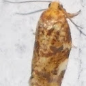 Fruit-Tree Leafroller Moth