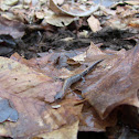 Northern ZigZag Salamander