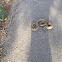 Sonoran gopher snake