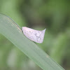 White Moth Cicada (Flatid Planthopper)