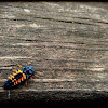 Multicolored Asian Lady Beetle larva