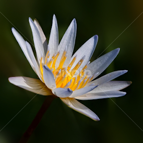 by Muhamad Firman - Flowers Single Flower