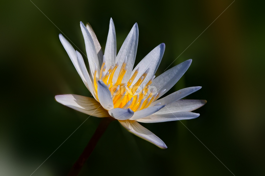 by Muhamad Firman - Flowers Single Flower