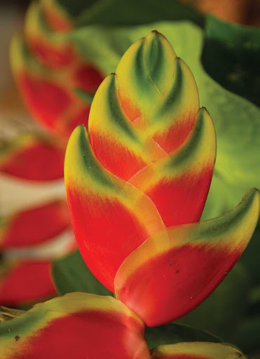 A heliconia plant, a vividly colored tropical plant spotted all around Jamaica. 