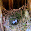 Carolina chickadee with nest