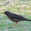 Karoo Thrush (Geelbek Lyster)