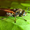 Soldier Fly imitating a Bee