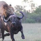 Lions kill buffalo