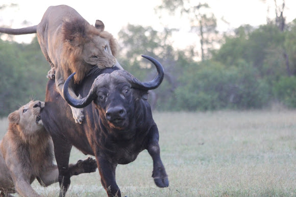 Lions kill buffalo | Project Noah