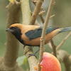 Burnished-buff tanager