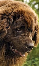 Newfoundlands Wallpapers APK Download for Android