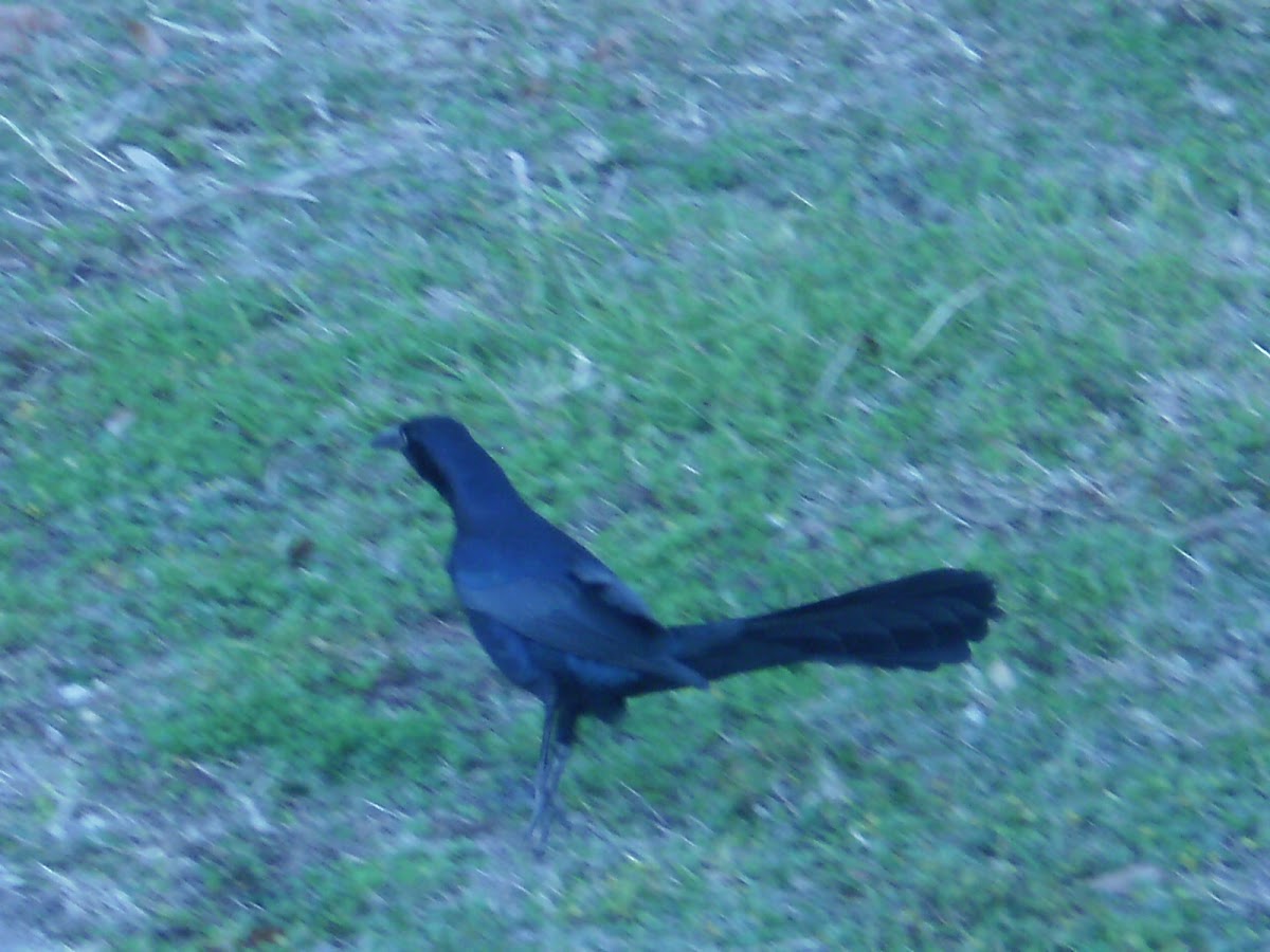 Great-tail Grackle (not a crow)