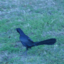 Great-tail Grackle (not a crow)
