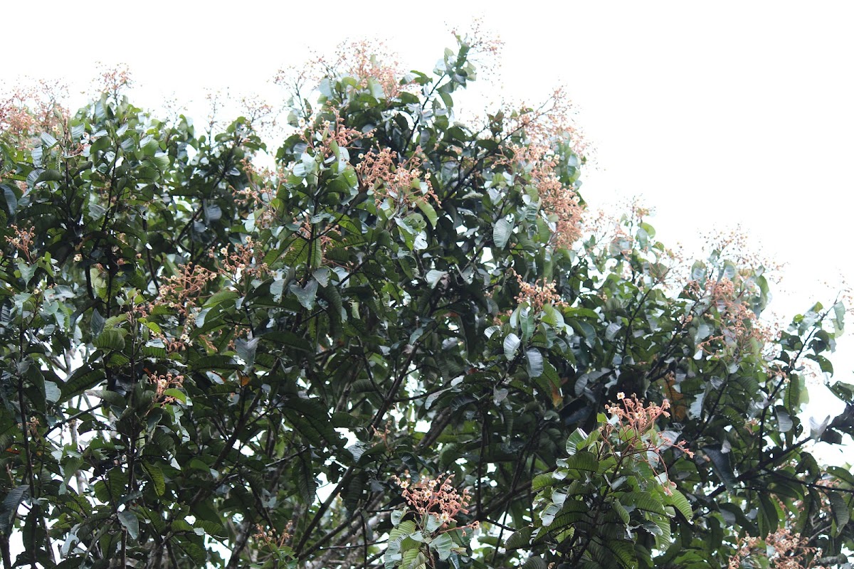 Vateria copallifera (Dipterocarpaceae)