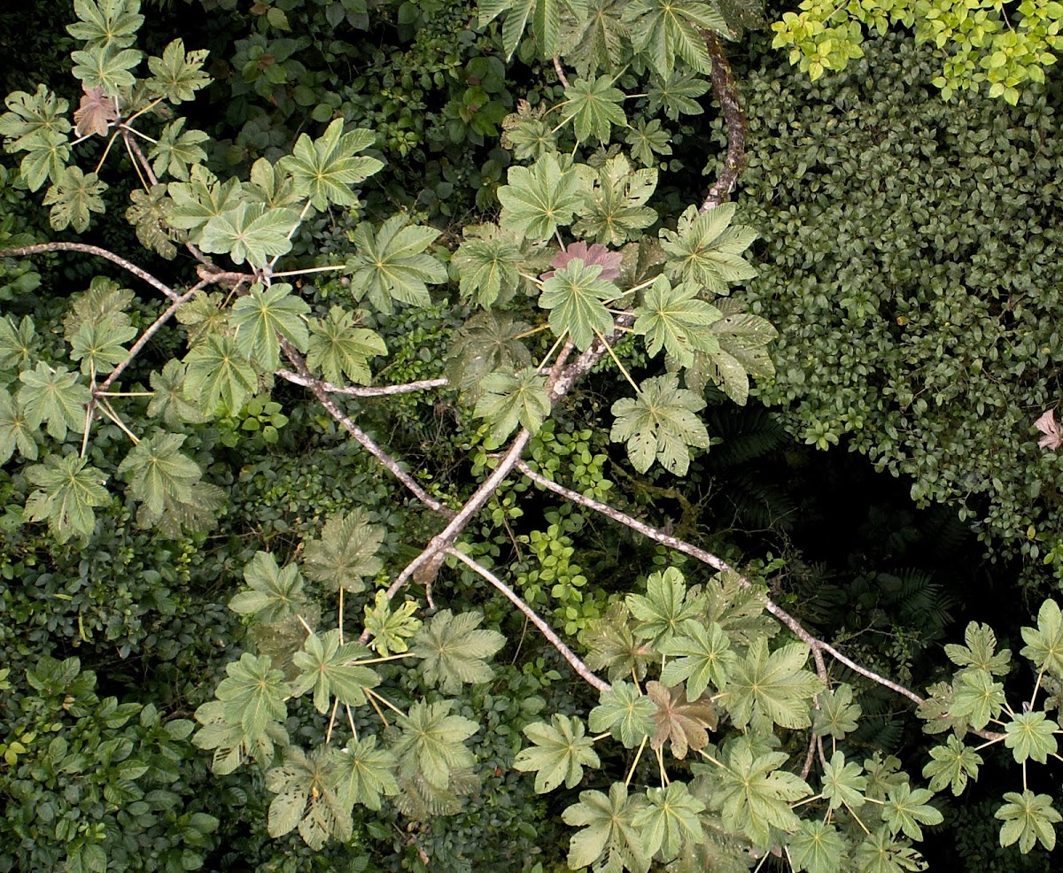 Cecropia tree and Azteca ants.