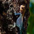 Kenyan Rock Agama Lizard