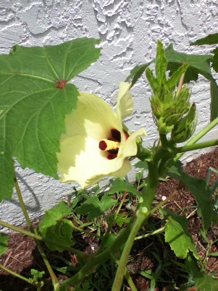 Okra (Flower)