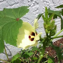 Okra (Flower)