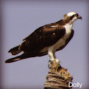 Sea Hawk, Aguila pescadora