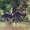 Oriental darter