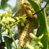 Caterpillar / Gusjenica