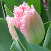 Fringed Tulip