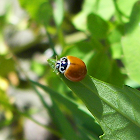 Polished Lady Beetle
