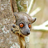 Red Tailed Weasel Lemur