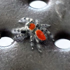 Red Backed Jumping Spider
