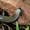 Zebra milipede