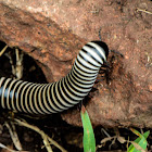 Zebra milipede