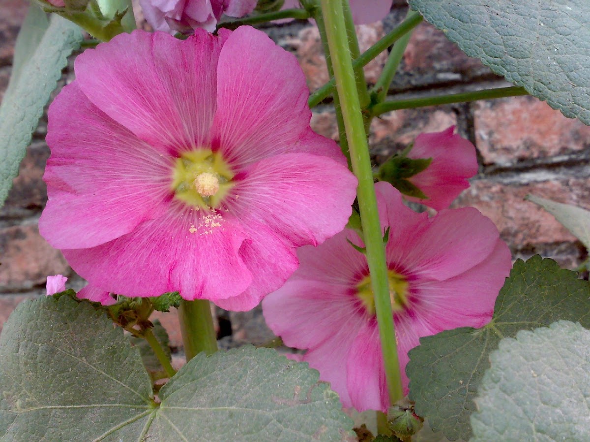 Pink Hollyhock Flower