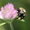 Red Clover