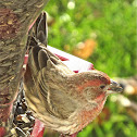 American Rosefinch