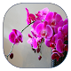 Orchid Live Wallpaper APK