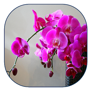 Orchid Live Wallpaper.apk 1.3