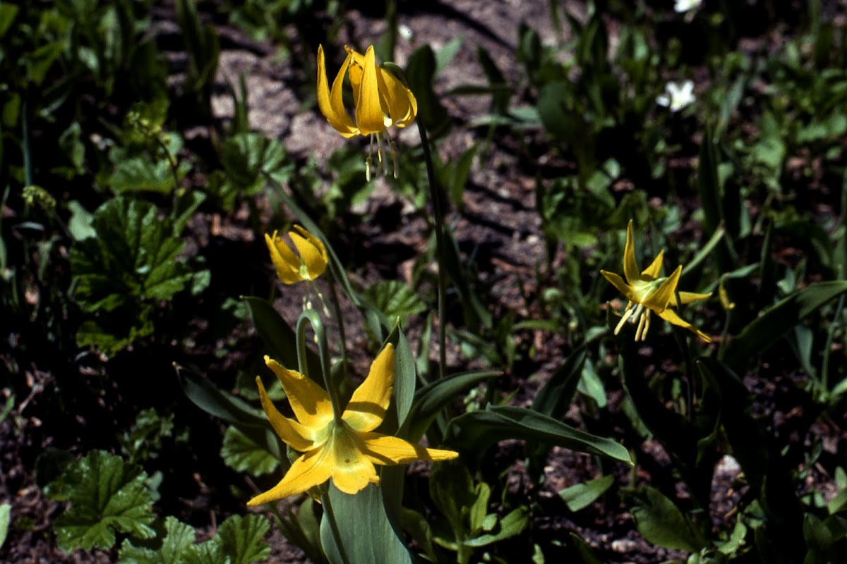 Glacier Lily