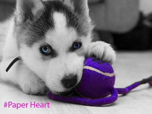 husky puppys