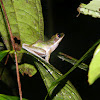 White-Lipped Frog