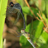 Seaside Dragonlet Dragonfly (mating pair)