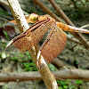 Fulvous Forest Skimmer (female)