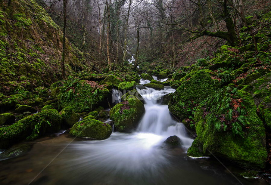 Wondrous forest IV by Zoran Rudec - Landscapes Waterscapes