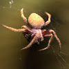 Hairy field spider