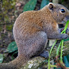Orange-bellied Himalayan Squirrel
