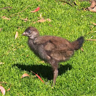 Black-tailed Native-hen Chick